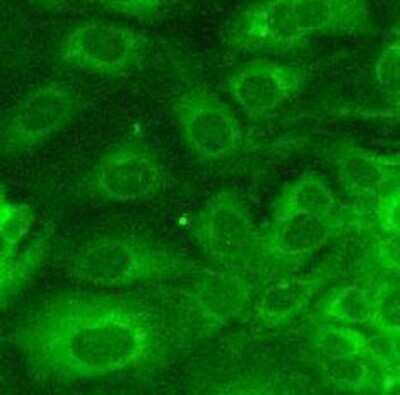 Immunocytochemistry/Immunofluorescence: Goat anti-Mouse IgG Fc Secondary Antibody [DyLight 488] [NBP1-72872] - Analysis of Vero cells. Cells were fixed in 4% paraformaldehyde for 20 minutes at room temperature. Image from verified customer review.